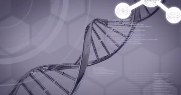 Animace Molekul Zpracování Dat Přes Řetězec Dna Šedém Pozadí Věda — Stock video