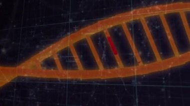 DNA yapılarının animasyonu, siyah arkaplana karşı bağlantı ağının üzerinde dönüyor. Tıbbi araştırma ve bilim teknolojisi kavramı