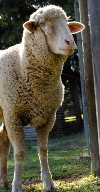 Güneşli bir günde beyaz koyunların çiftlik evinin üzerinde dikey görüntüsü. Doğa, hava, hayvanlar ve sükunet.