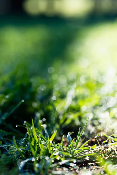Güneşli Bir Günde Yeşil Bitki Çimlerin Damlalarıyla Dikey Görüntüsü Doğa — Stok fotoğraf