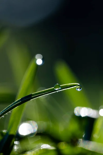 Vertical image of close up of green plants and grass with water drops on sunny day. Nature, weather, growth and tranquillity.