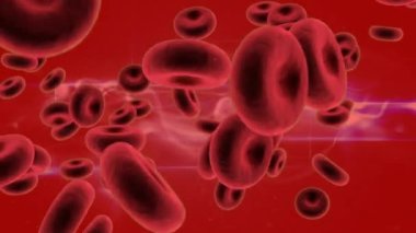Kırmızı arka planda kırmızı kan hücrelerinin animasyonu. Küresel sağlık, bilim, tıp, araştırma konsepti dijital olarak oluşturulmuş video.