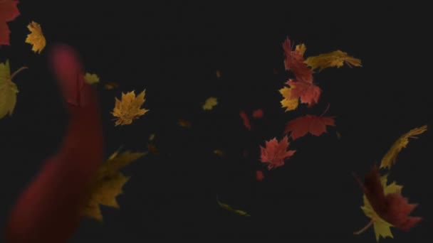 Siyah Arka Planda Sonbahar Yapraklarının Animasyonu Sonbahar Sonbahar Doğa Renk — Stok video