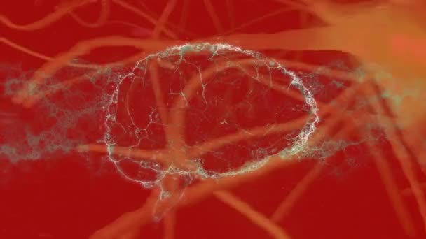 Animacja Ludzkiego Mózgu Nad Połączeniami Układu Nerwowego Czerwonym Tle Opieka — Wideo stockowe