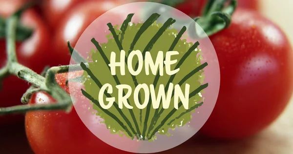 Compuesto Texto Cultivado Casa Sobre Tomates Eco Alimentos Saludables Productos —  Fotos de Stock