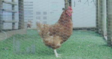 Tavuk üzerinden finansal veri işleme animasyonu. Küresel tarım, işletme, finans, bilgisayar ve veri işleme kavramı dijital olarak oluşturuldu.