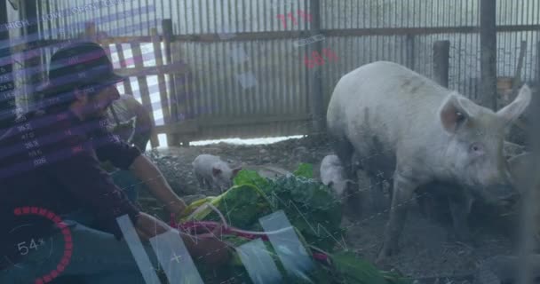 Animering Ekonomiska Uppgifter Den Kaukasiska Manliga Jordbrukaren Med Svin Globalt — Stockvideo