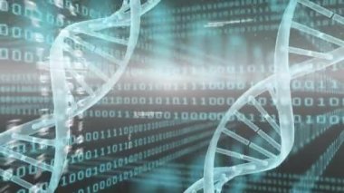 DNA iplikçikleri üzerinde dönen ikili kodlama veri işleme animasyonu. Küresel bilim, iş, finans, hesaplama ve veri işleme kavramı dijital olarak oluşturulmuş video.