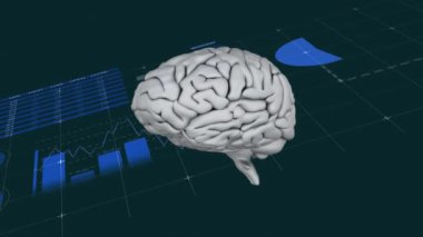 İnsan beyninin, siyah arkaplana karşı bilgi arayüzü üzerinden animasyonu. Dijital olarak üretilmiş, hologram, anatomi, yapay zeka, rapor, iş dünyası, küresel ve tıbbi kavram.