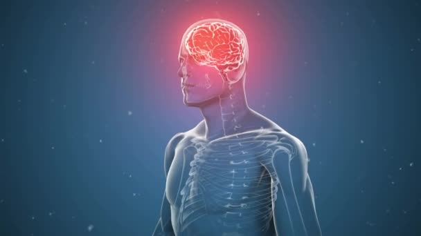 Mavi Arka Planda Insan Beyni Insan Vücudu Animasyonu Bilim Araştırma — Stok video