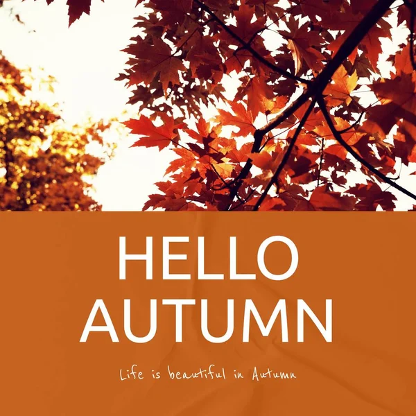 Composto Olá Texto Outono Sobre Árvores Outono Conceito Outono Outono — Fotografia de Stock