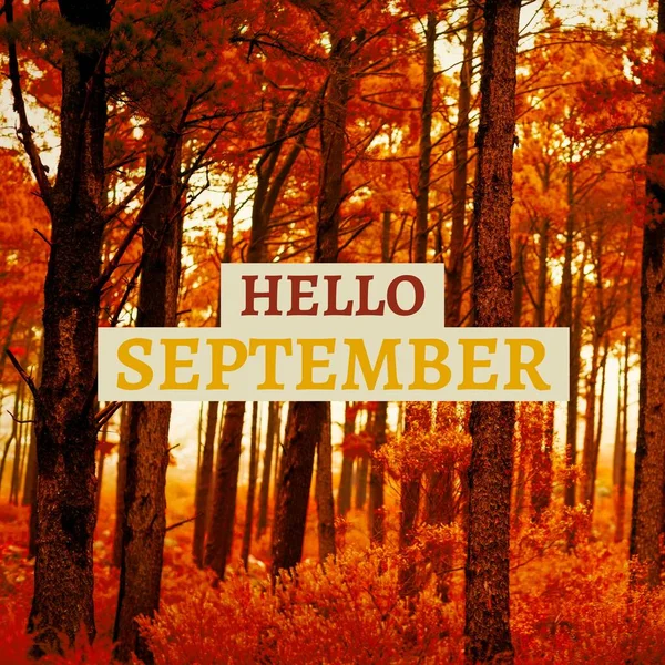 Composto Texto Olá Setembro Sobre Árvores Outono Floresta Olá Setembro — Fotografia de Stock