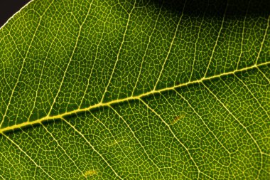 Yeşil yaprağın ve kopyalama alanının mikro görüntüsü. Mikro fotoğrafçılık, bitki, desen, doku ve renk kavramı.