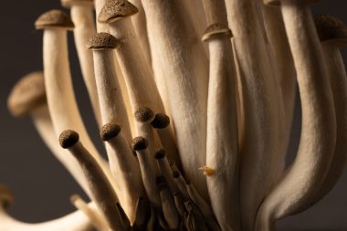 Gri arkaplanda kopyalama alanı olan mantarların mikro görüntüsü. Mikro fotoğrafçılık, yemek, desen, doku ve renk kavramı.