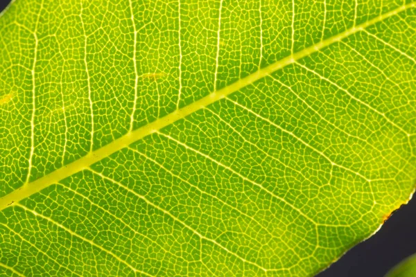 Micro Close Folha Verde Espaço Cópia Micro Fotografia Planta Padrão — Fotografia de Stock