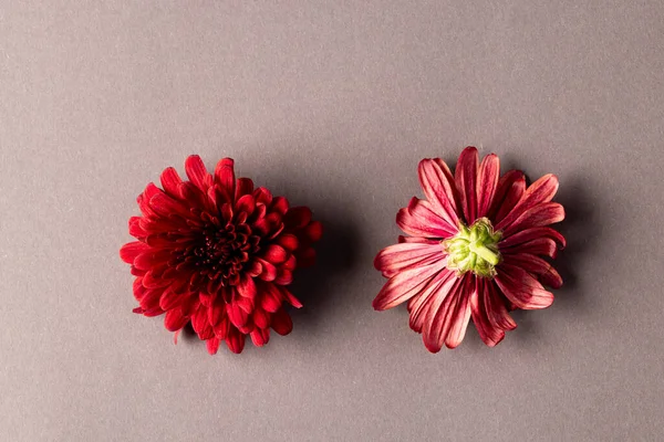 Kırmızı Çiçeklerin Mikro Görüntüsü Gri Arkaplanda Kopyalama Alanı Var Mikro — Stok fotoğraf