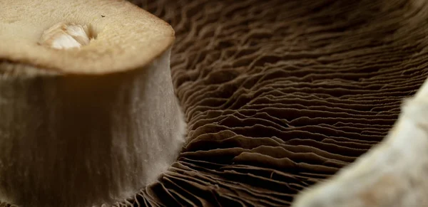Mikro Nahaufnahme Von Pilzklingen Und Kappe Mikrofotografie Lebensmittel Muster Textur — Stockfoto