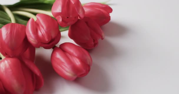 Wideo Bandą Czerwonych Tulipanów Przestrzenią Białym Tle Kolor Natura Koncepcja — Wideo stockowe