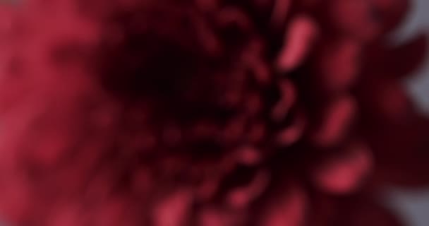 Мікро Відео Крупним Планом Червона Квітка Місцем Копіювання Сірому Фоні — стокове відео