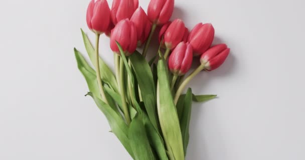 Wideo Bandą Czerwonych Tulipanów Przestrzenią Białym Tle Kolor Natura Koncepcja — Wideo stockowe