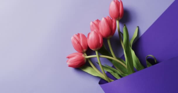Wideo Bandą Czerwonych Tulipanów Miejscem Ksero Fioletowym Tle Kolor Natura — Wideo stockowe