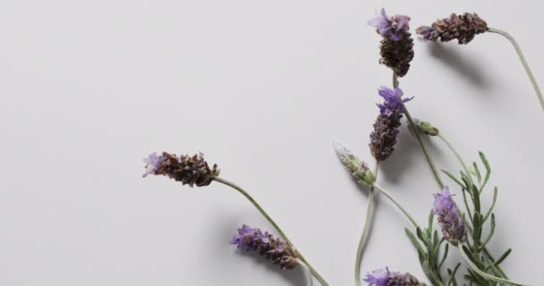 Wideo Kwiatami Lawendy Liści Miejsca Białym Tle Kolor Natura Koncepcja — Wideo stockowe