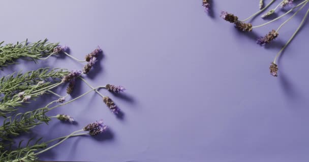 Filmik Kwiatami Lawendy Liśćmi Miejsca Fioletowym Tle Kolor Natura Koncepcja — Wideo stockowe
