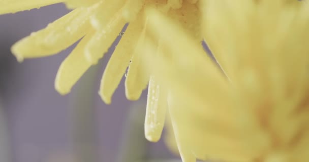 Мікро Відео Крупним Планом Жовті Квіти Копіювальним Простором Сірому Фоні — стокове відео