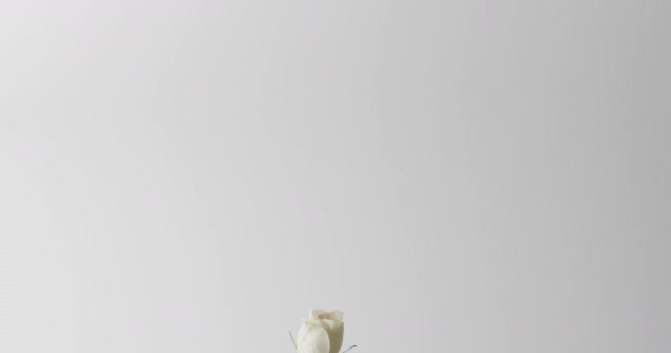 Видео Белого Розового Цветка Стеклянной Вазе Копией Пространства Белом Фоне — стоковое видео