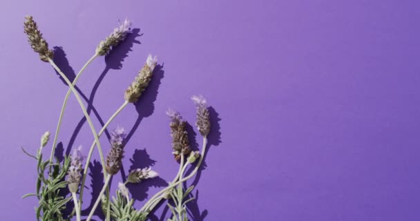 Відео Квітів Лаванди Листя Копіюванням Простору Фіолетовому Фоні Колір Природа — стокове відео