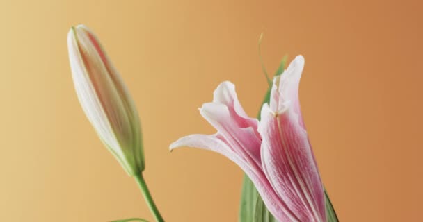 Βίντεο Ροζ Λουλούδια Κρίνου Και Φύλλα Χώρο Αντιγραφής Κίτρινο Φόντο — Αρχείο Βίντεο