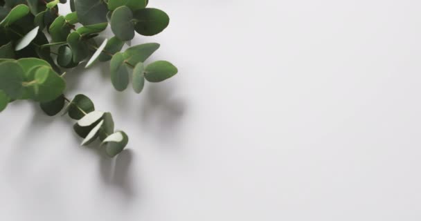 Vidéo Feuilles Plantes Vertes Avec Espace Copie Sur Fond Blanc — Video