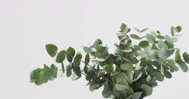 Βίντεο Από Πράσινα Φύλλα Φυτών Κύκλο Λευκή Κάρτα Και Αντίγραφο — Αρχείο Βίντεο