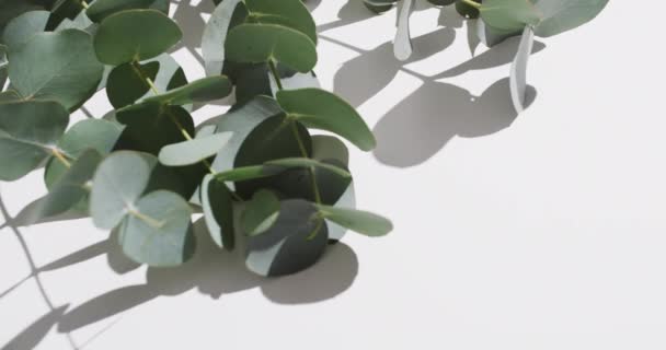 Video Grønne Planteblade Med Kopiplads Hvid Baggrund Farve Natur Plantekoncept – Stock-video