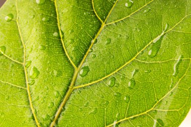 Su damlaları ve kopyalama alanı olan yeşil yaprağın mikro görüntüsü. Mikro fotoğrafçılık, bitki, desen, doku ve renk kavramı.