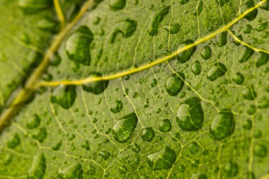 Su damlaları ve kopyalama alanı olan yeşil yaprağın mikro görüntüsü. Mikro fotoğrafçılık, bitki, desen, doku ve renk kavramı.