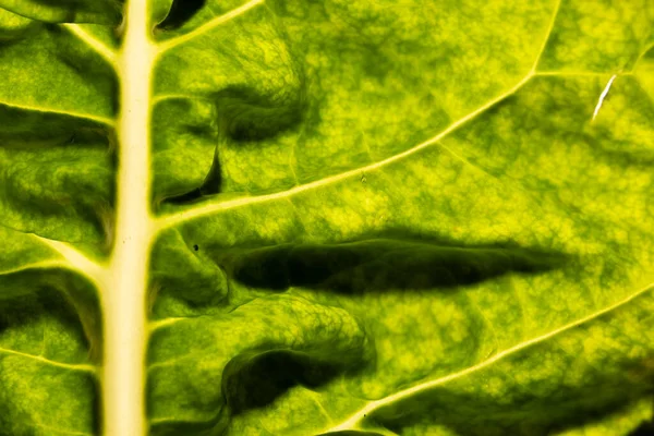 Κοντινό Πλάνο Του Πράσινου Φύλλου Και Αντιγραφή Χώρου Μικροφωτογραφία Φυτό — Φωτογραφία Αρχείου
