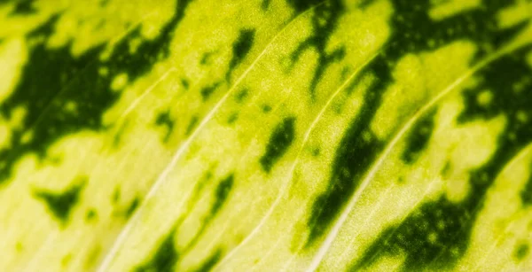 Micro Close Folha Verde Espaço Cópia Micro Fotografia Planta Padrão — Fotografia de Stock