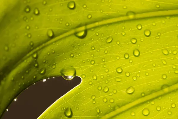 水滴とコピースペースで緑の葉のマイクロクローズアップ マイクロフォトグラフィー プラント パターン テクスチャー カラーコンセプト — ストック写真