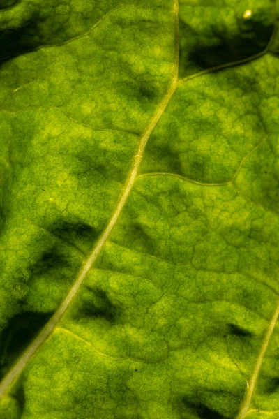 Micro Close Green Leaf Copy Space Micro Photography Plant Pattern — Stock Photo, Image