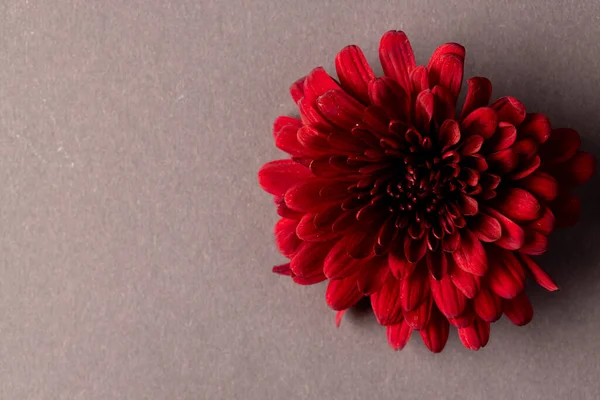 Mikro Yakın Plan Kırmızı Çiçek Gri Arkaplan Üzerinde Kopyalama Alanı — Stok fotoğraf