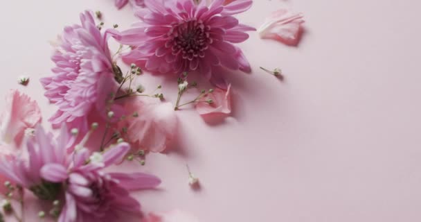 ピンクの花や花びら ピンクの背景にあるコピースペースのビデオ 花のコンセプト — ストック動画