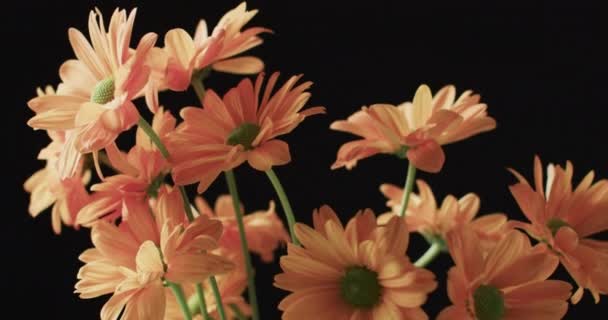 Відео Помаранчевих Квітів Копією Простору Чорному Тлі Колір Природа Концепція — стокове відео