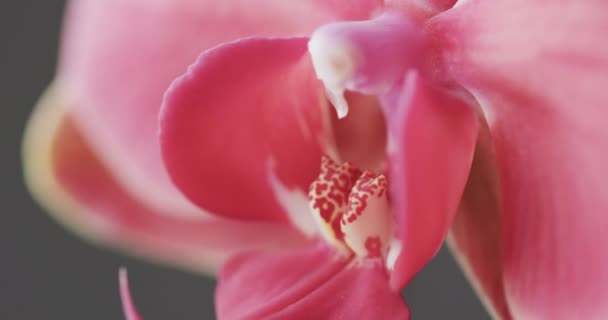 Мікро Відео Крупним Планом Рожева Орхідея Копіювальним Простором Сірому Фоні — стокове відео