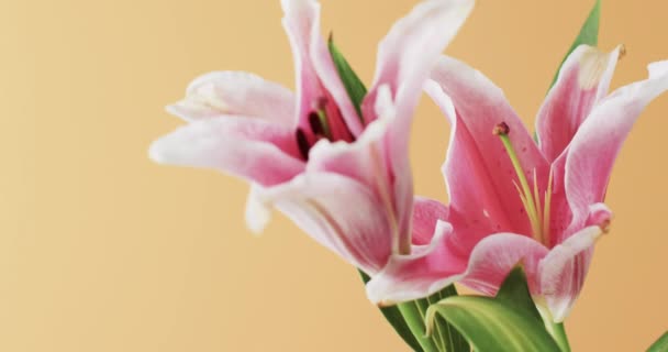 ピンクのユリの花のビデオと黄色の背景にコピースペースで葉 花のコンセプト — ストック動画