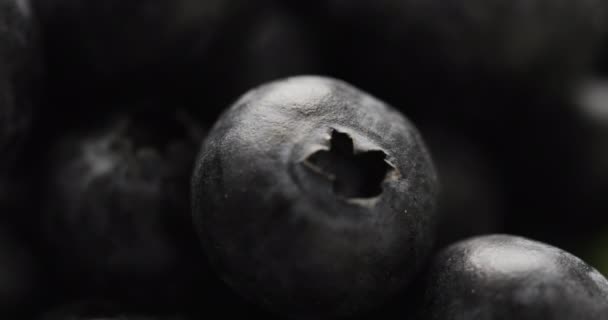 Mikrofilmik Bliska Jagód Przestrzenią Kopiującą Mikrofotografia Owoce Rośliny Natura Pojęcie — Wideo stockowe