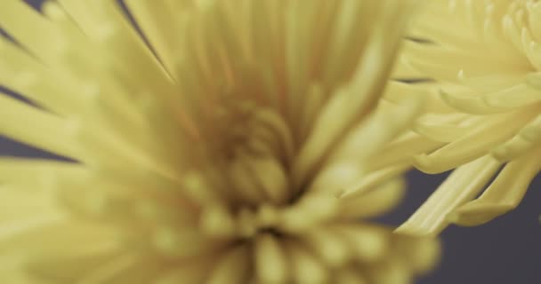 Мікро Відео Крупним Планом Жовті Квіти Копіювальним Простором Сірому Фоні — стокове відео