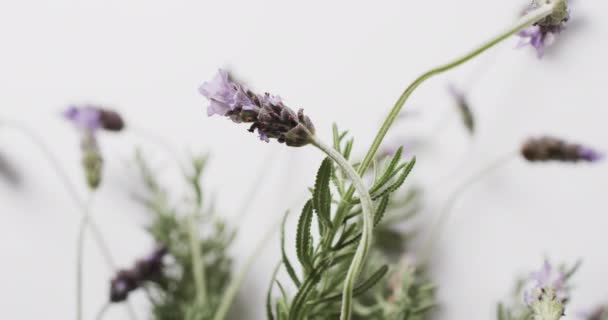 Video Lavendel Blommor Och Blad Med Kopia Utrymme Vit Bakgrund — Stockvideo