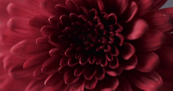 Мікро Відео Крупним Планом Червона Квітка Місцем Копіювання Сірому Фоні — стокове відео