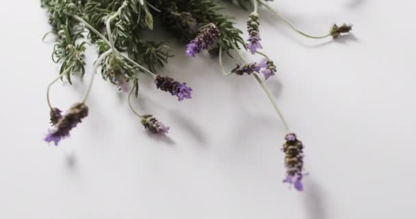 Wideo Kwiatami Lawendy Liści Miejsca Białym Tle Kolor Natura Koncepcja — Wideo stockowe